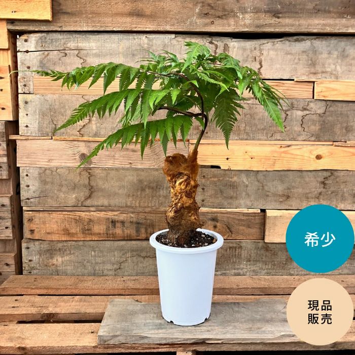 観葉植物現品販売