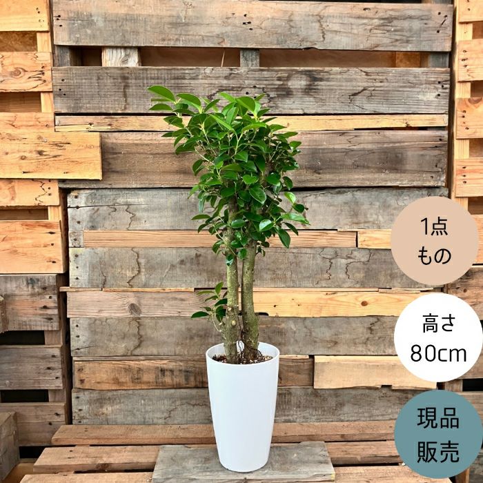観葉植物現品販売