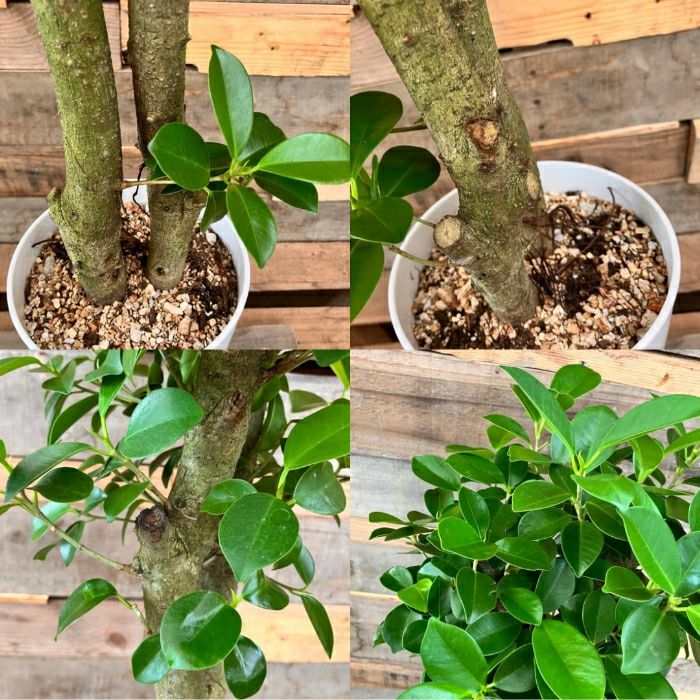 観葉植物現品販売