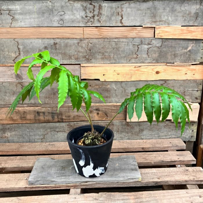 観葉植物現品販売