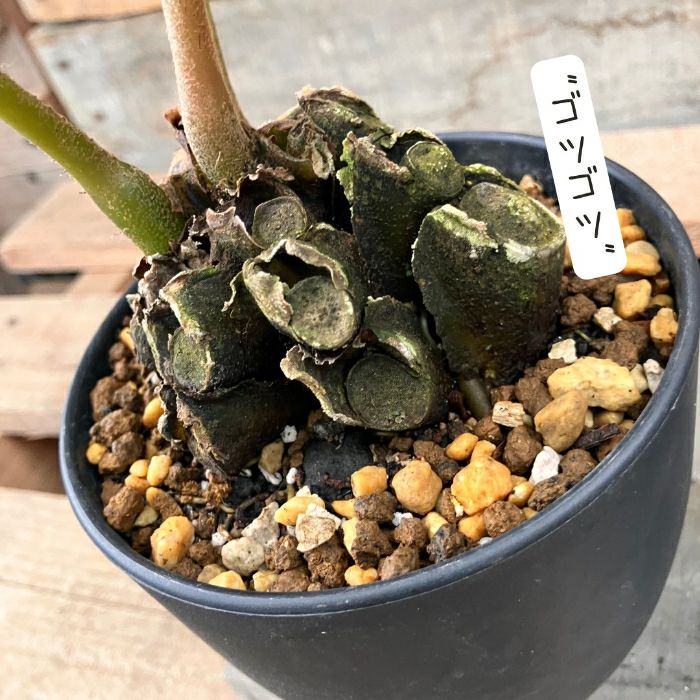 観葉植物現品販売