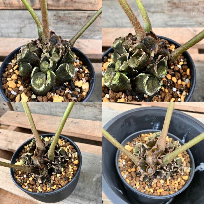 観葉植物現品販売