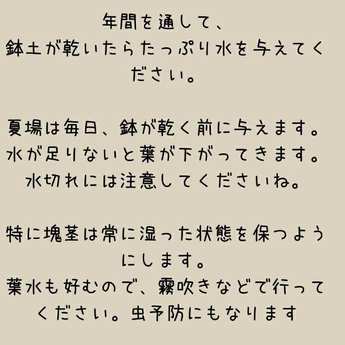 観葉植物現品販売