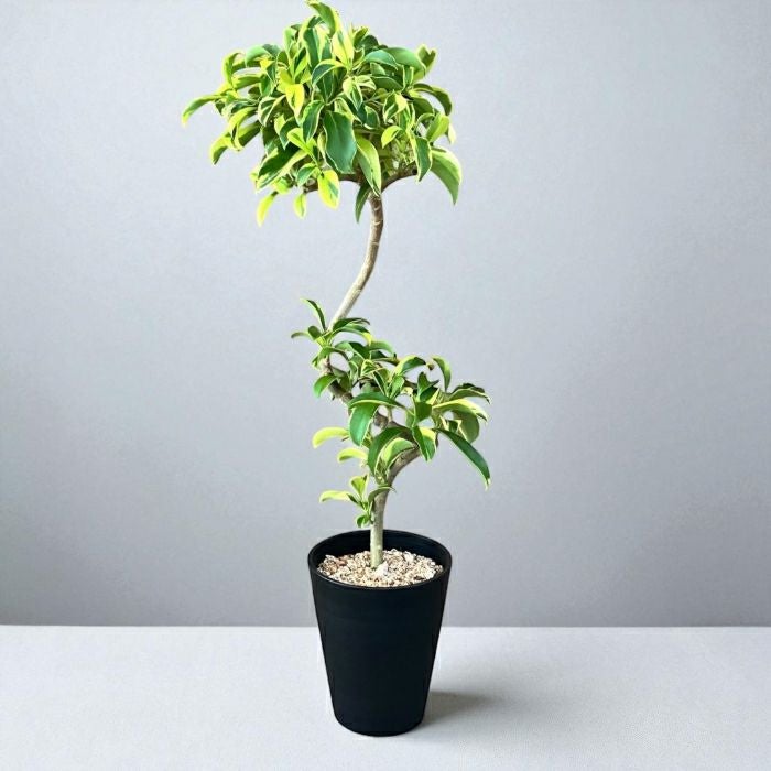 観葉植物現品販売