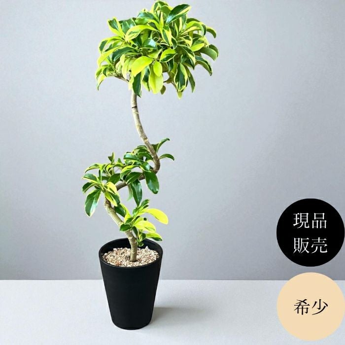 観葉植物現品販売