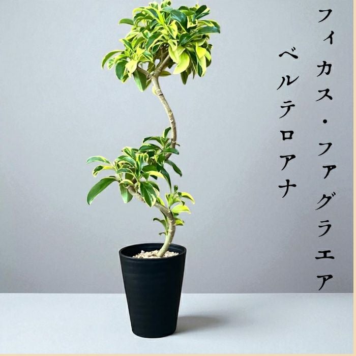 観葉植物現品販売