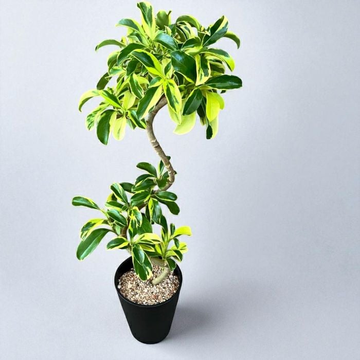 観葉植物現品販売