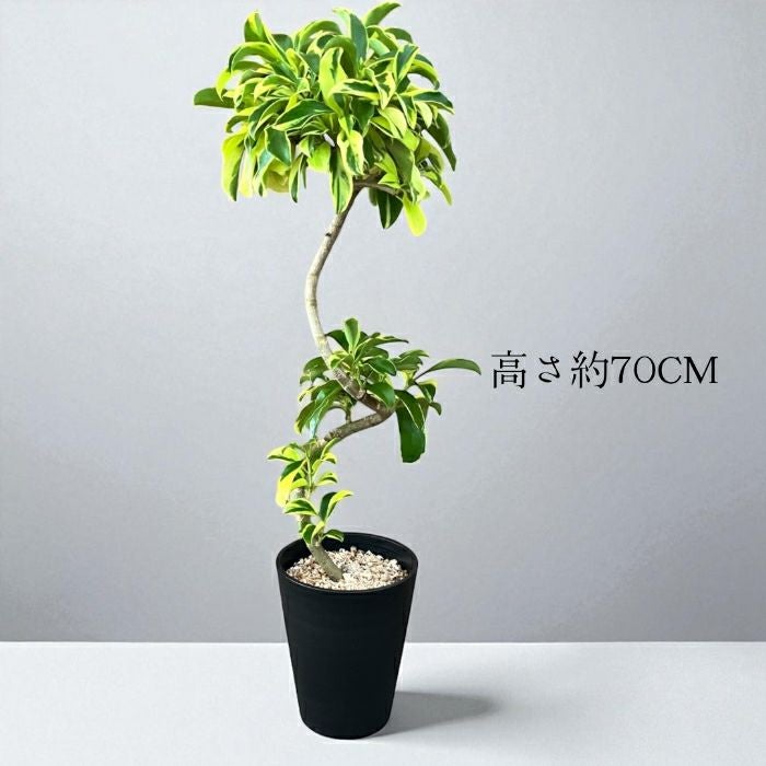 観葉植物現品販売