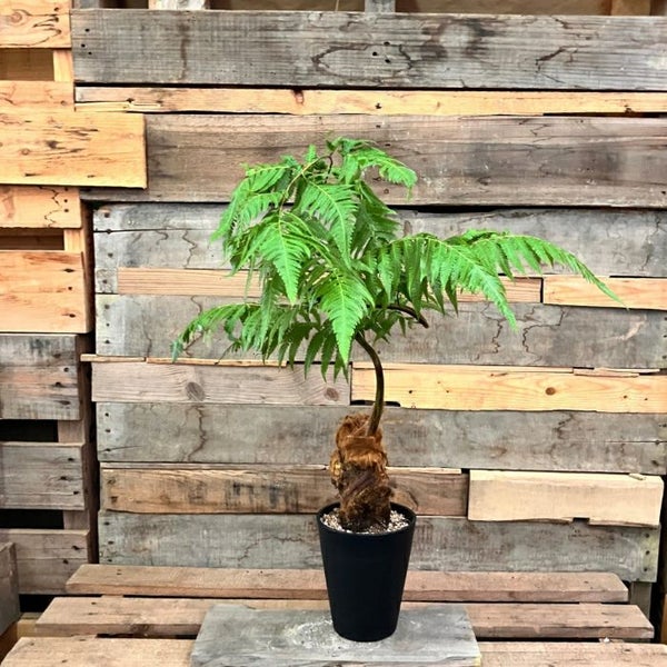 観葉植物 本物 ☆希少☆【現品】タカワラビ(キンモウコウ) 001687