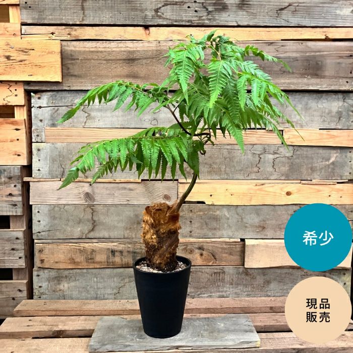 観葉植物現品販売