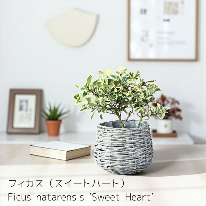 観葉植物現品販売