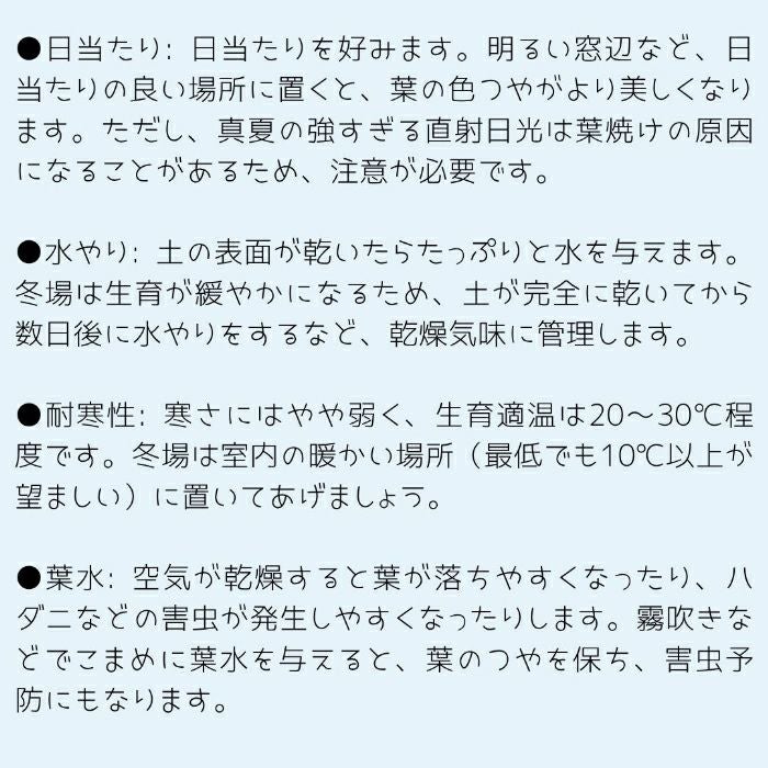 観葉植物現品販売