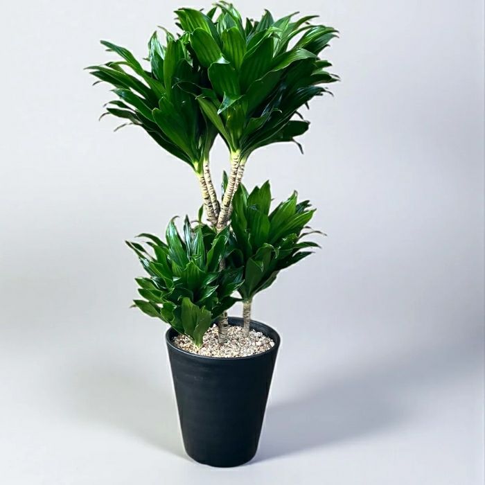観葉植物 本物 【現品】 ドラセナ コンパクタ 6号サイズ セラアート鉢