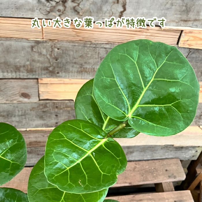 観葉植物現品販売