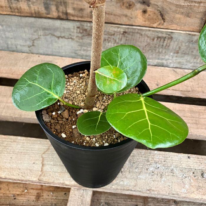 観葉植物現品販売