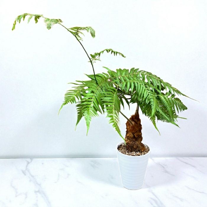 観葉植物 本物 ☆希少☆【現品】タカワラビ(キンモウコウ) 001691