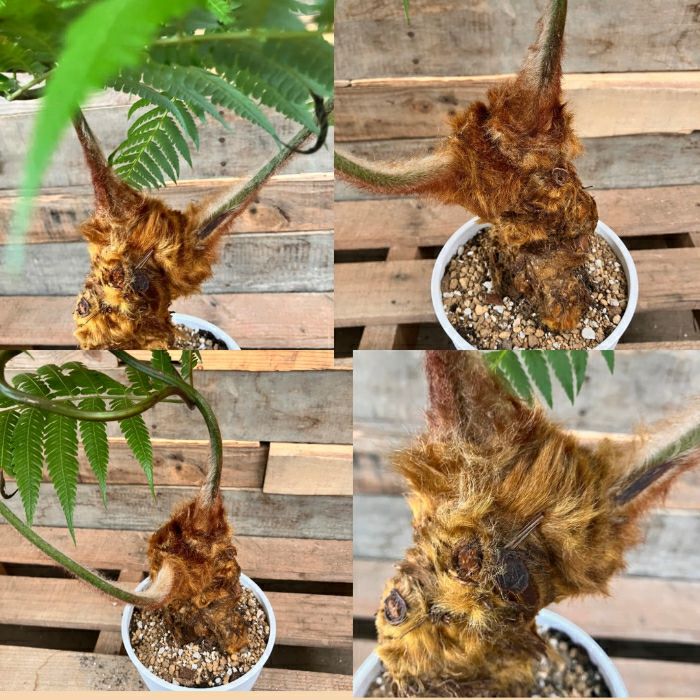 観葉植物現品販売