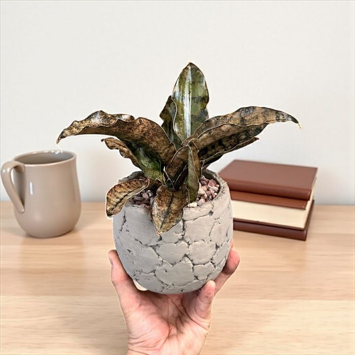 観葉植物現品販売