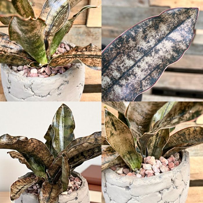 観葉植物現品販売