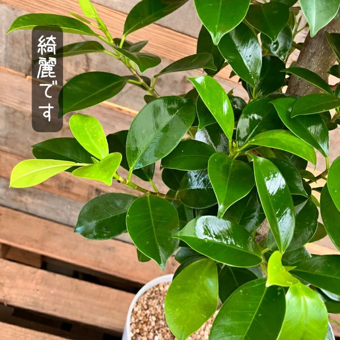 観葉植物現品販売