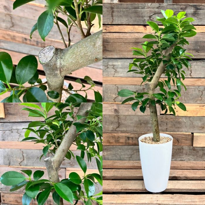 観葉植物現品販売