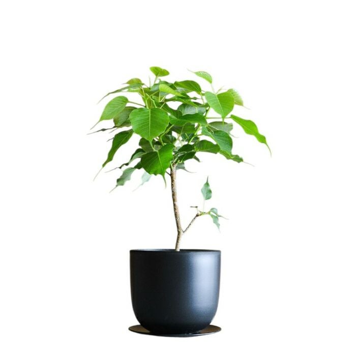 新しいインドボダイジュ『コンパクタ』観葉植物 本物