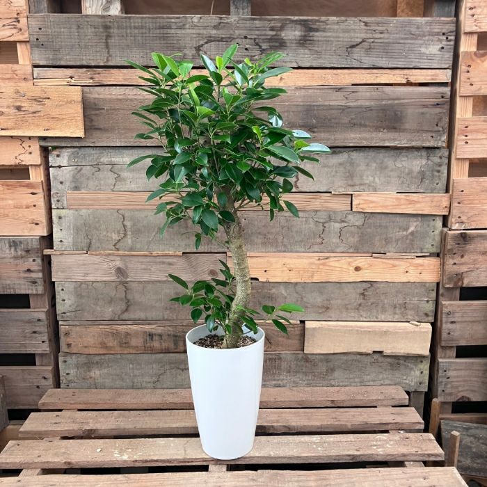 観葉植物現品販売