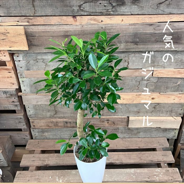 観葉植物現品販売