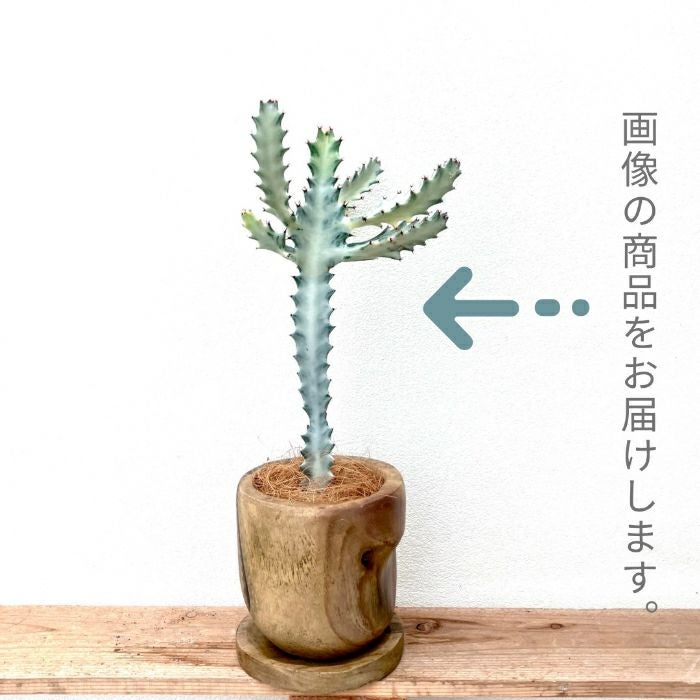 観葉植物現品販売