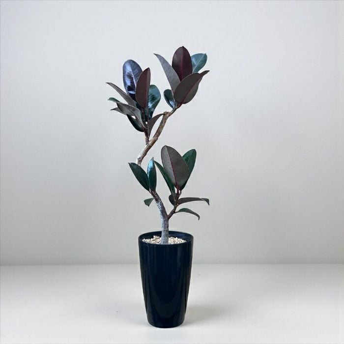 観葉植物 本物 【現品】くねくね樹形 フィカス バーガンディ 7号