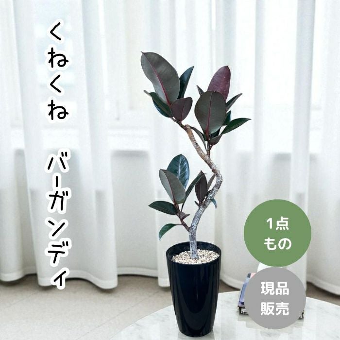 観葉植物現品販売