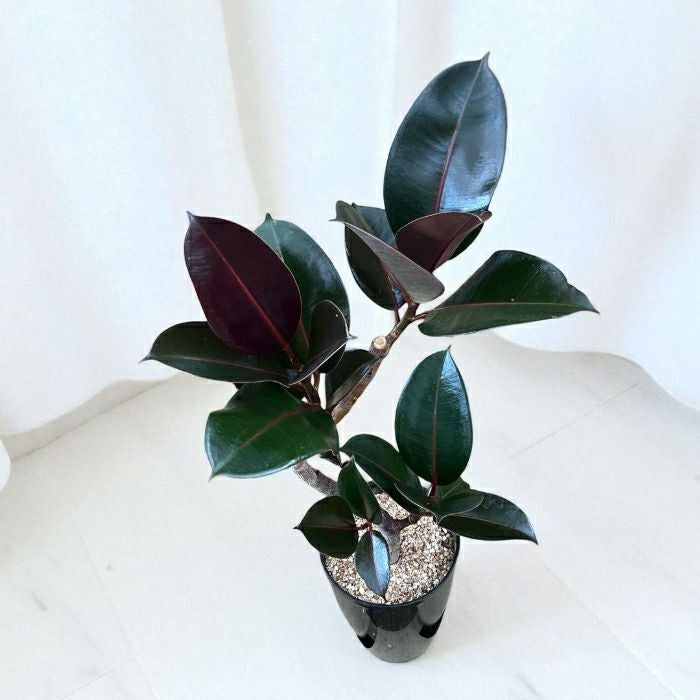 観葉植物現品販売