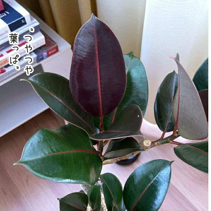 観葉植物現品販売