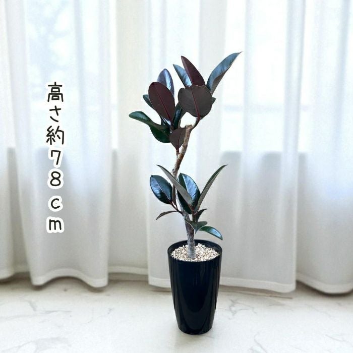 観葉植物現品販売