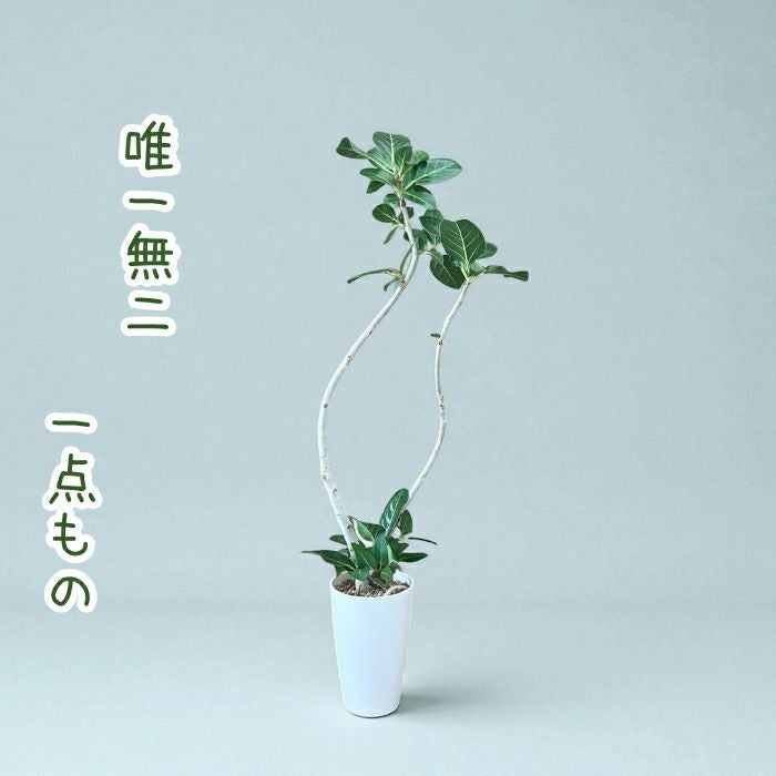 観葉植物現品販売