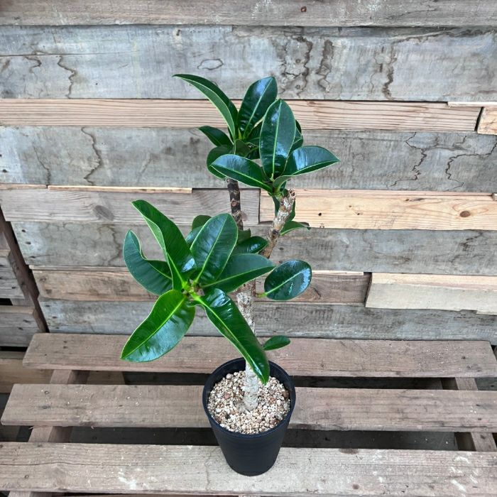 観葉植物 本物 【現品 】 希少 フィカス エラスティカ アポロ