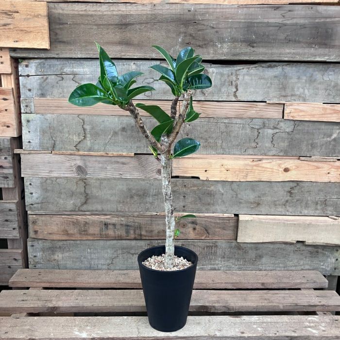 観葉植物現品販売