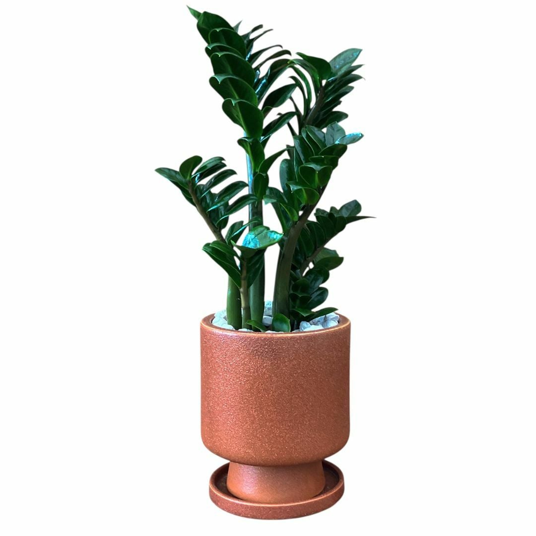釉薬陶器鉢入りザミオクルカス・ゼンジー 希少 観葉植物