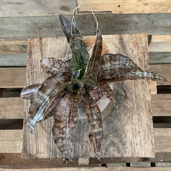 観葉植物現品販売