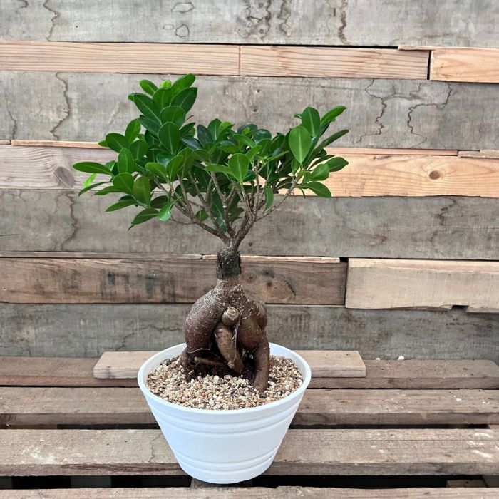 観葉植物 本物 NEW【現品】 一点もの ガジュマル 6号浅鉢入り 人気商品