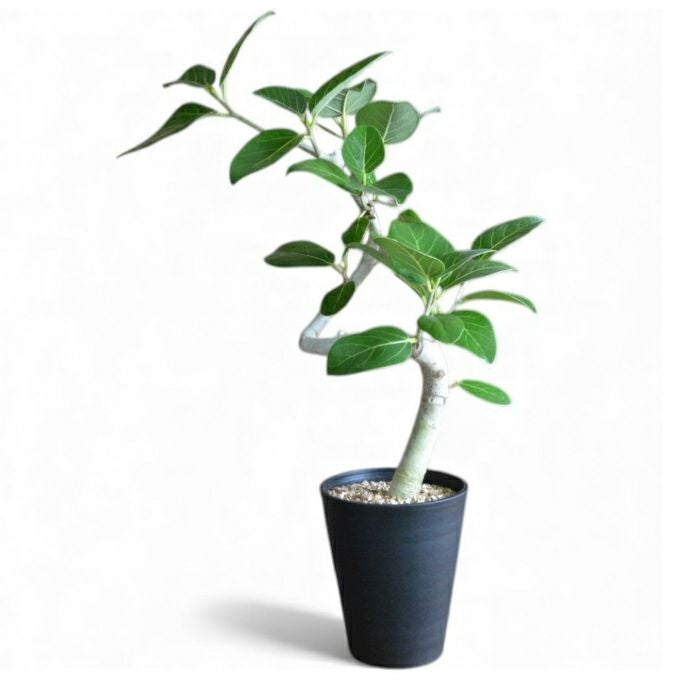 選べるベンガレンシス5号らせん樹形セラアート鉢 観葉植物 本物