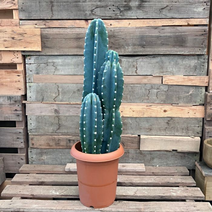 観葉植物 本物【現品】 柱サボテン ヌーダム ☆3本立ち☆ 8号サイズ
