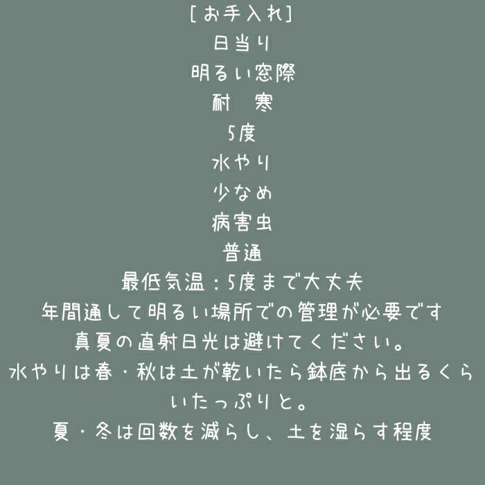 観葉植物現品販売