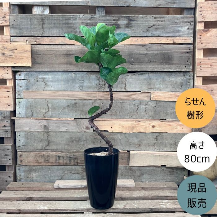 観葉植物現品販売