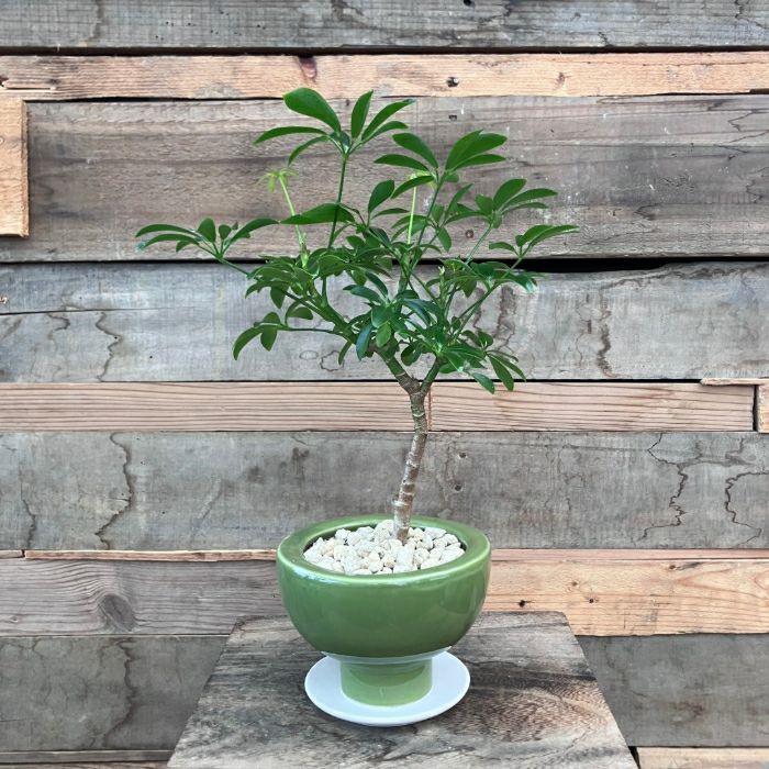 陶器 シェフレラ 観葉 植物 観葉植物 本物 現品 シェフレラ コンパクタ