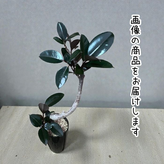 観葉植物現品販売