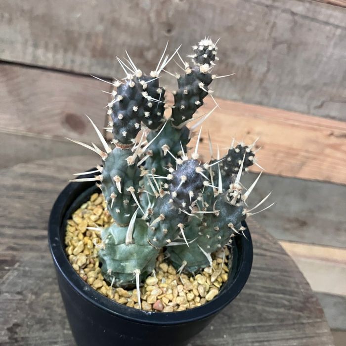観葉植物 本物 【現品】 ☆希少☆ テフロカクタス 武蔵野 001721 母の日