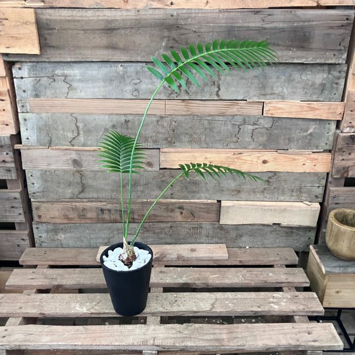 観葉植物現品販売