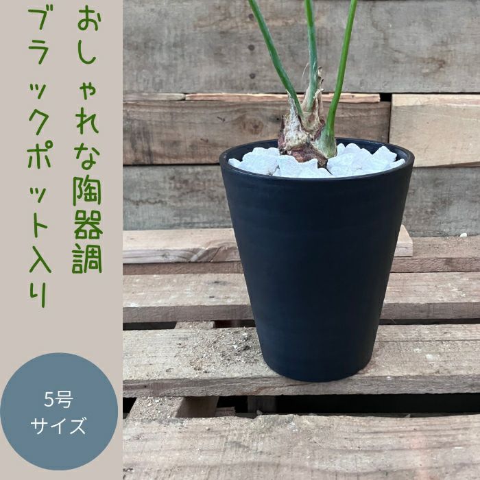観葉植物現品販売
