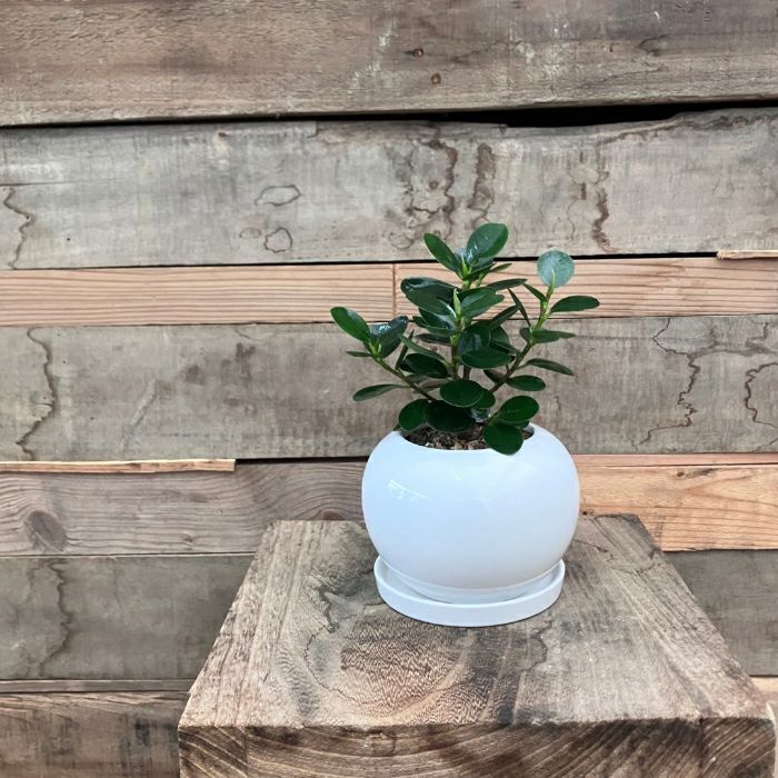 観葉植物現品販売